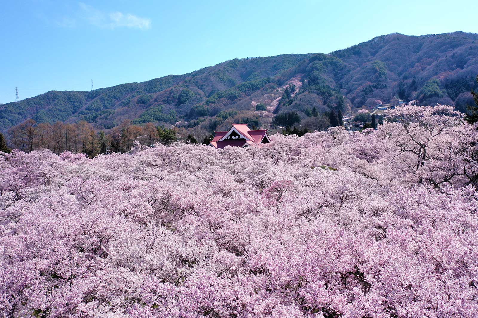 東日本の美しい桜前線